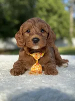 Teddy- F1b Mini , a male Goldendoodle for sale in Frostproof, FL – 7 of 10