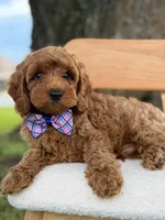 Scooby- F1b Toy , a male Goldendoodle for sale in Frostproof, FL – 7 of 10