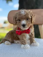 Jaxon- F1bb Toy , a male Goldendoodle for sale in Frostproof, FL – 4 of 10