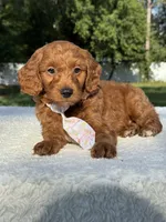 Tucker- F1b Mini , a male Goldendoodle for sale in Frostproof, FL – 9 of 10