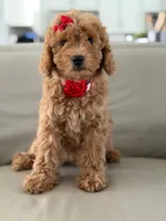 Jemma- F1b Mini , a female Goldendoodle for sale in Frostproof, FL – 5 of 10