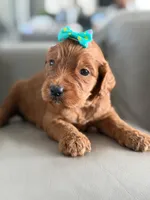 Savannah- F1b Standard , a female Goldendoodle for sale in Frostproof, FL – 3 of 8