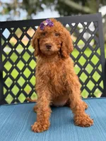 Sabrina- F1b Standard , a female Goldendoodle for sale in Frostproof, FL – 2 of 9
