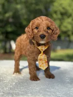 Teddy- F1b Mini , a male Goldendoodle for sale in Frostproof, FL – 9 of 10