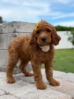 Eloise- F1b Medium , a female Goldendoodle for sale in Frostproof, FL – 6 of 10