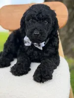 Ansel- F1b standard , a male Goldendoodle for sale in Frostproof, FL – 4 of 10