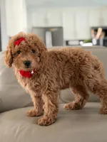 Jemma- F1b Mini , a female Goldendoodle for sale in Frostproof, FL – 10 of 10
