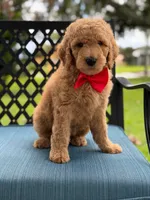Pickles- F1b Medium , a male Goldendoodle for sale in Frostproof, FL – 9 of 10