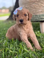 Lennon- F1b Medium , a female Goldendoodle for sale in Frostproof, FL – 4 of 10