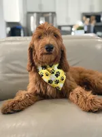 Winston- F1b Medium, a male Goldendoodle for sale in Frostproof, FL – 9 of 9