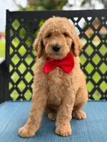 Pickles- F1b Medium , a male Goldendoodle for sale in Frostproof, FL – 4 of 10