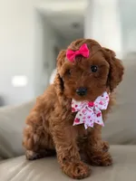 Jasmine- F1b Mini , a female Goldendoodle for sale in Frostproof, FL – 7 of 10