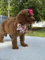 Tessa- F1b Mini , a female Goldendoodle for sale in Frostproof, FL – 7 of 10