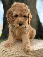 Sonic- F1b Toy, a male Goldendoodle for sale in Frostproof, FL – 5 of 10