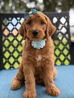 Trixie- F1b Medium , a female Goldendoodle for sale in Frostproof, FL – 4 of 10