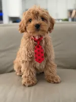 Jet- F1b Mini , a male Goldendoodle for sale in Frostproof, FL – 2 of 10