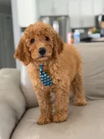 Emmett- F1b Medium , a male Goldendoodle for sale in Frostproof, FL – 4 of 10