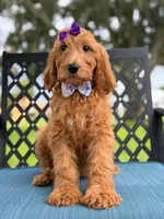Savannah- F1b Standard , a female Goldendoodle for sale in Frostproof, FL – 6 of 10