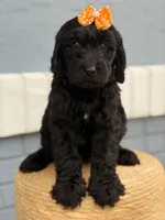 Opal- F1 Standard , a female Goldendoodle for sale in Frostproof, FL – 7 of 10