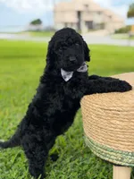 Ansel- F1b standard , a male Goldendoodle for sale in Frostproof, FL – 3 of 10