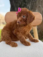 Summer- F1b Standard , a female Goldendoodle for sale in Frostproof, FL – 4 of 10