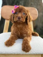 Summer- F1b Standard , a female Goldendoodle for sale in Frostproof, FL – 10 of 10