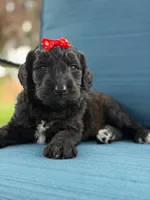 Opal- F1 Standard , a female Goldendoodle for sale in Frostproof, FL – 9 of 10