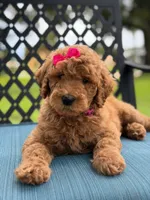 Giggles- F1b Medium , a female Goldendoodle for sale in Frostproof, FL – 9 of 10