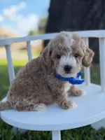 Johan- F1bb Toy , a male Goldendoodle for sale in Frostproof, FL – 6 of 10