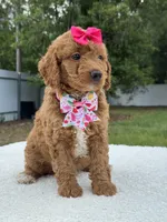 Tilly- F1b Mini , a female Goldendoodle for sale in Frostproof, FL – 4 of 10