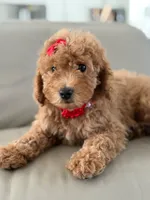 Jemma- F1b Mini , a female Goldendoodle for sale in Frostproof, FL – 6 of 10