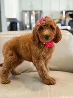 Everly- F1b Medium, a female Goldendoodle for sale in Frostproof, FL – 2 of 10
