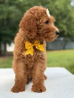 Rosie- F1b Medium , a female Goldendoodle for sale in Frostproof, FL – 5 of 10