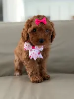 Jasmine- F1b Mini , a female Goldendoodle for sale in Frostproof, FL – 2 of 10