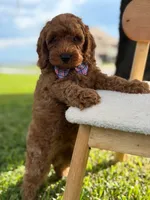 Scooby- F1b Toy , a male Goldendoodle for sale in Frostproof, FL – 4 of 10
