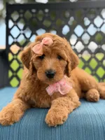 Bubbles- F1b Medium, a female Goldendoodle for sale in Frostproof, FL – 1 of 10