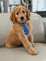 Enzo- F1B Medium, a male Goldendoodle for sale in Frostproof, FL – 10 of 10