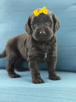 Diamond- F1 Standard, a female Goldendoodle for sale in Frostproof, FL – 6 of 10