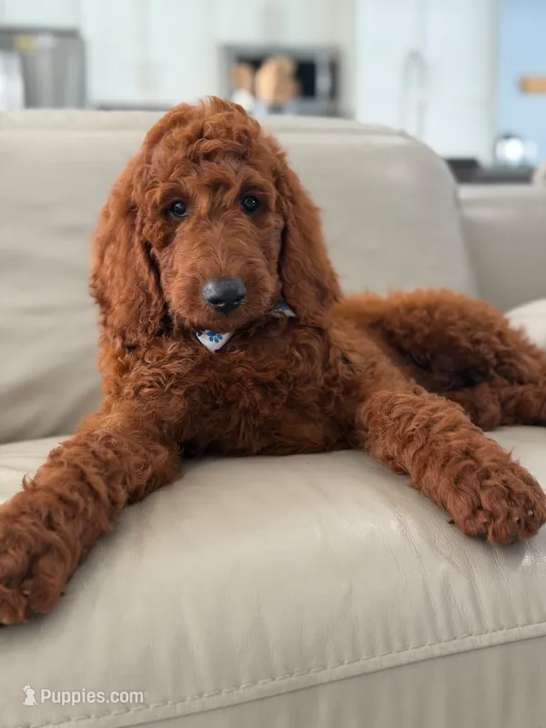 Graham- F1b Standard  – Goldendoodle puppy for sale in Frostproof, FL