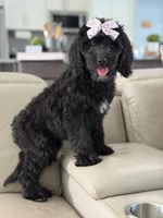 Onyx- F1 Standard , a female Goldendoodle for sale in Frostproof, FL – 6 of 10