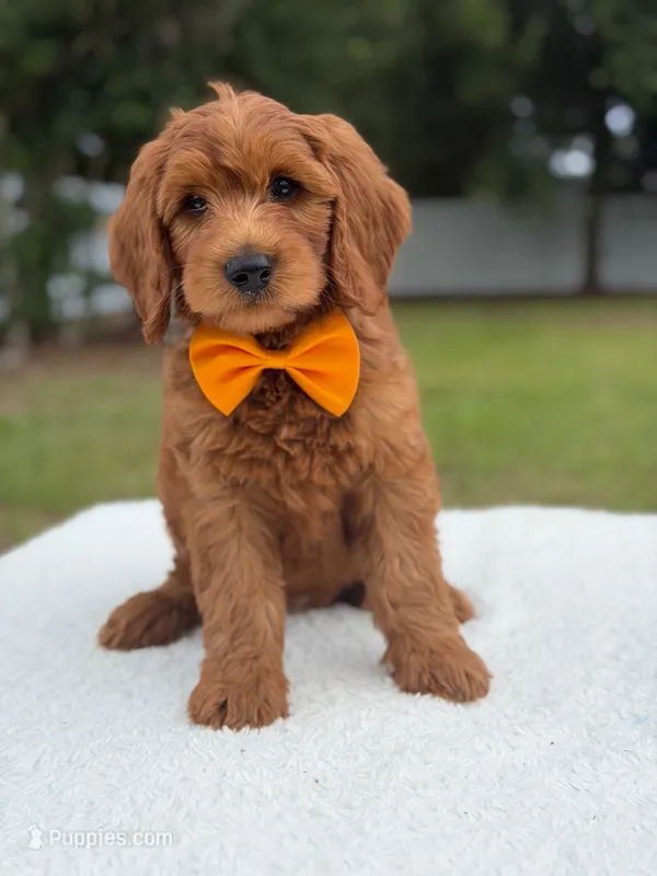 Weston- F1b Medium – Goldendoodle puppy for sale in Frostproof, FL