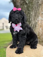 Diamond- F1 Standard, a female Goldendoodle for sale in Frostproof, FL – 3 of 10