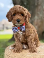 Luigi- F1b Toy, a male Goldendoodle for sale in Frostproof, FL – 2 of 10