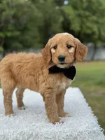 Archer- F1 Mini , a male Goldendoodle for sale in Frostproof, FL – 10 of 10