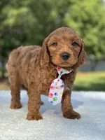 Theo- F1b Mini , a male Goldendoodle for sale in Frostproof, FL – 2 of 10