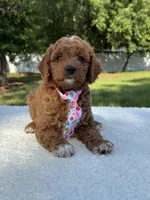 Teddy- F1b Mini , a male Goldendoodle for sale in Frostproof, FL – 7 of 10
