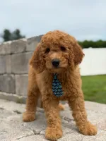 Emmett- F1b Medium , a male Goldendoodle for sale in Frostproof, FL – 7 of 10