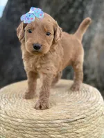 Lilah- F1b Medium, a female Goldendoodle for sale in Frostproof, FL – 6 of 10