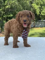 Titan- F1b Mini , a male Goldendoodle for sale in Frostproof, FL – 9 of 10