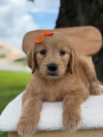 Annabelle- F1 Standard 💜, a female Goldendoodle for sale in Frostproof, FL – 3 of 10